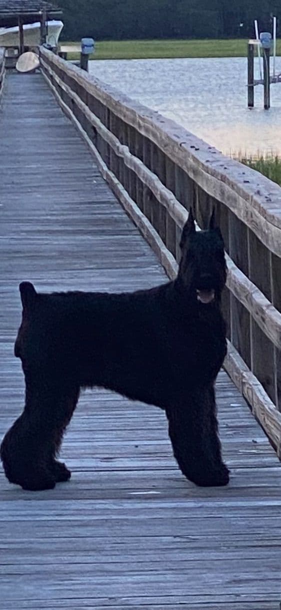 Giant Schnauzer Puppies media 2