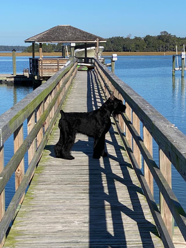 Giant Schnauzer Puppies media 3