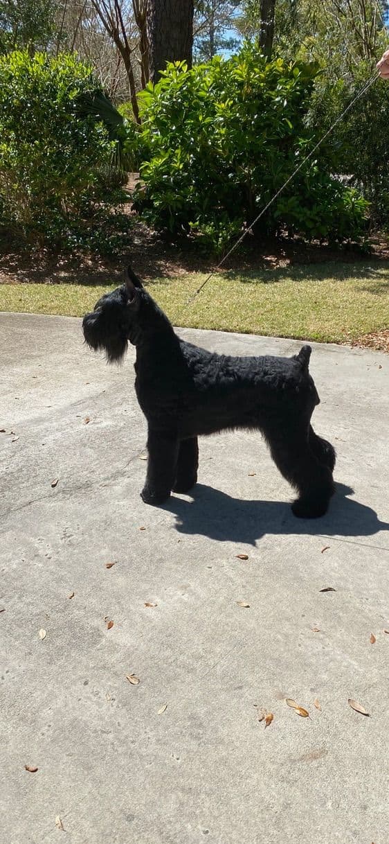 Giant Schnauzer Puppies media 4