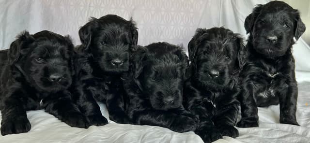 Giant Schnauzer Puppies media 7