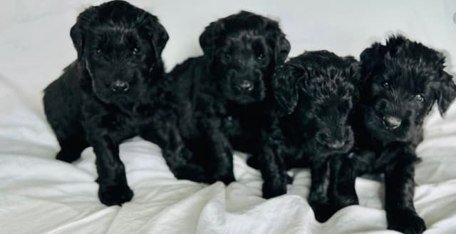Giant Schnauzer Puppies media 8