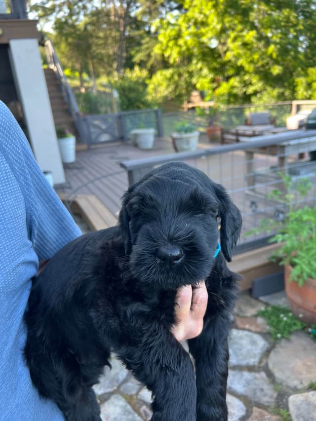 Giant Schnauzer Puppies media 9