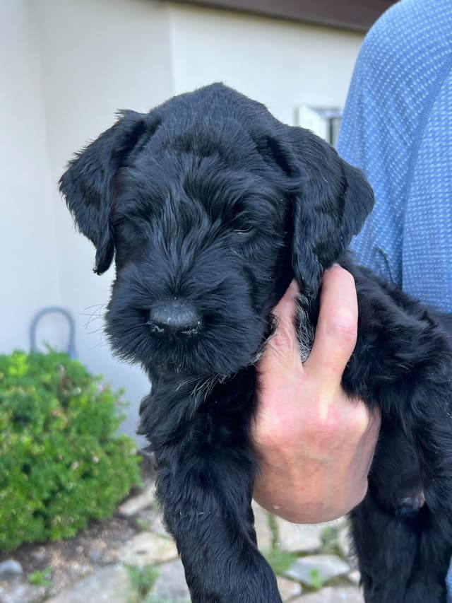 Giant Schnauzer Puppies media 10