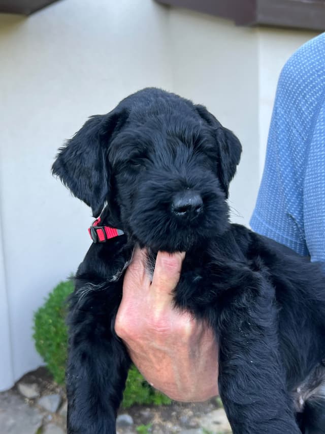 Giant Schnauzer Puppies media 11
