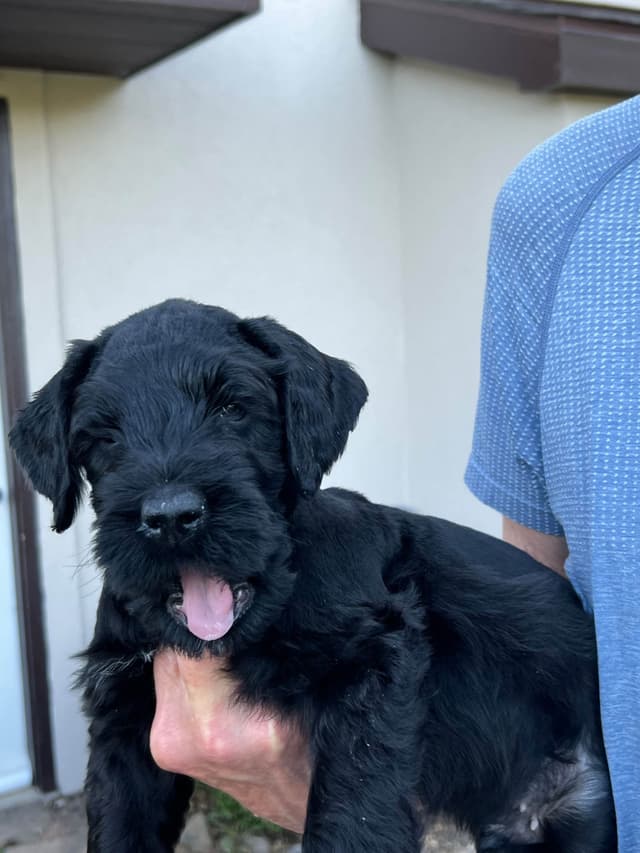 Giant Schnauzer Puppies media 12