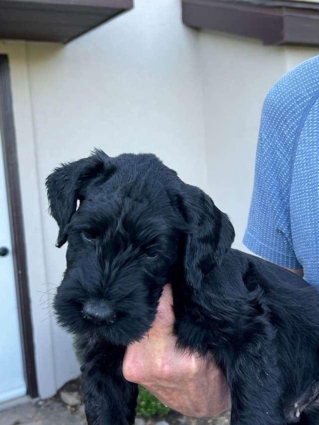 Giant Schnauzer Puppies media 13