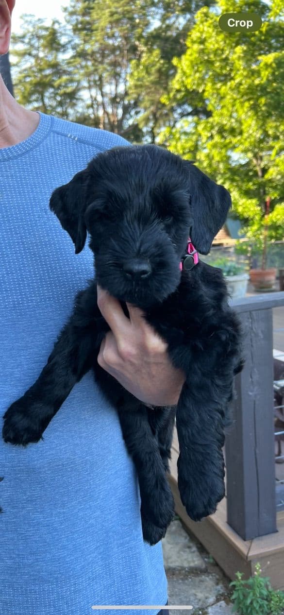 Giant Schnauzer Puppies media 14