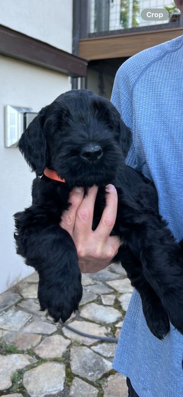 Giant Schnauzer Puppies media 15