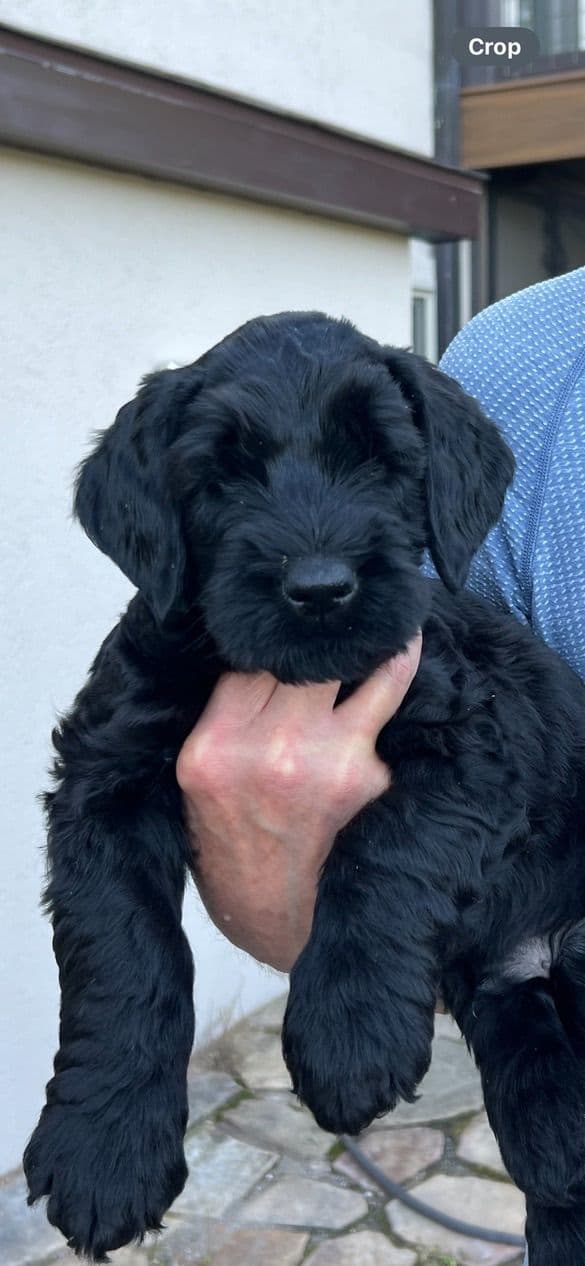 Giant Schnauzer Puppies media 16
