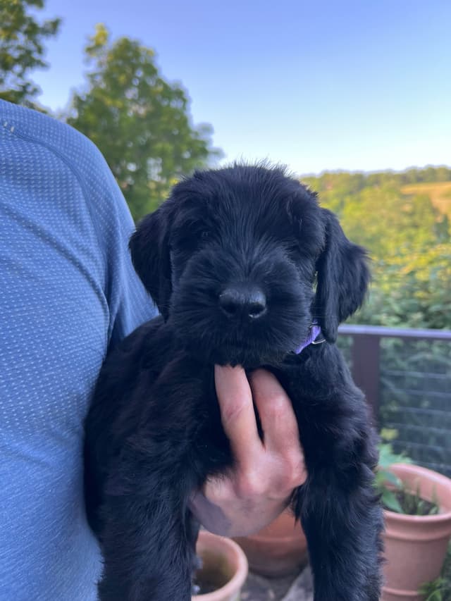 Giant Schnauzer Puppies media 17