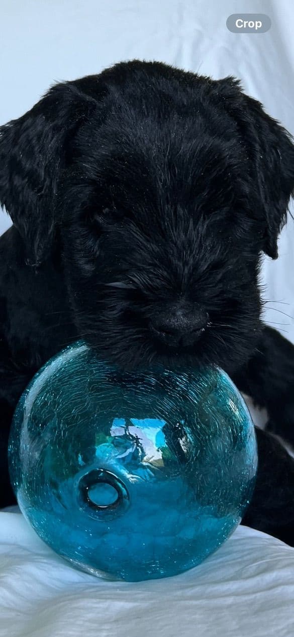 Giant Schnauzer Puppies media 18