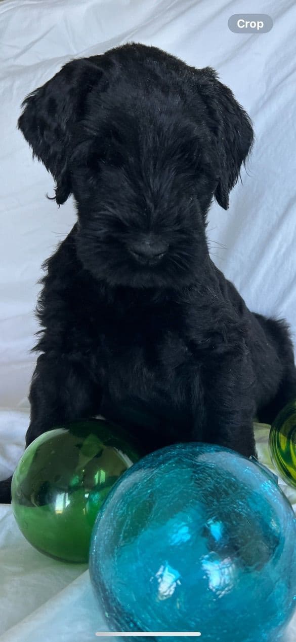 Giant Schnauzer Puppies media 19