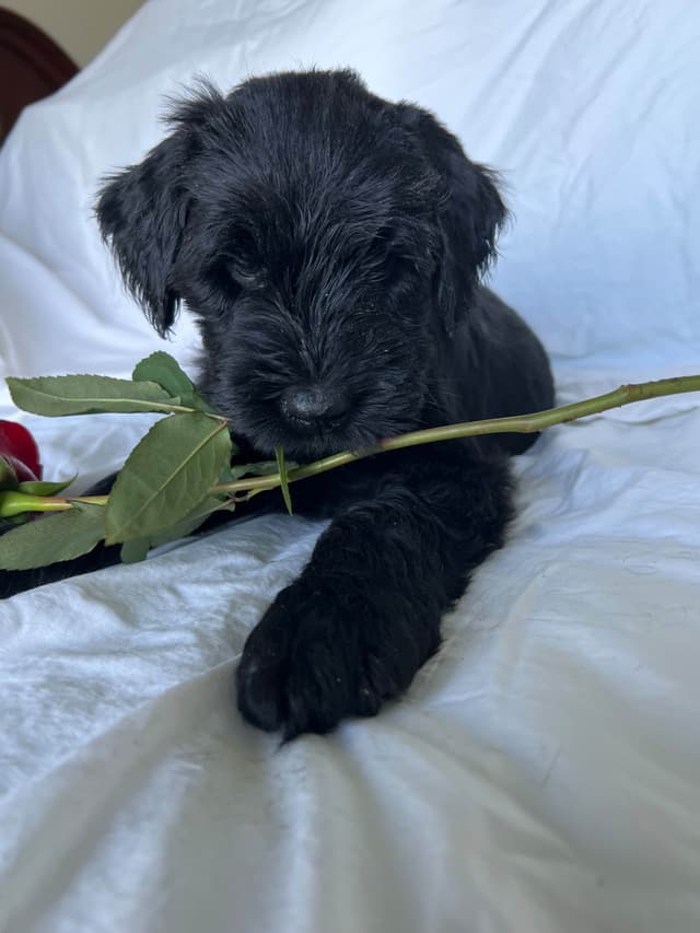 Giant Schnauzer Puppies media 20
