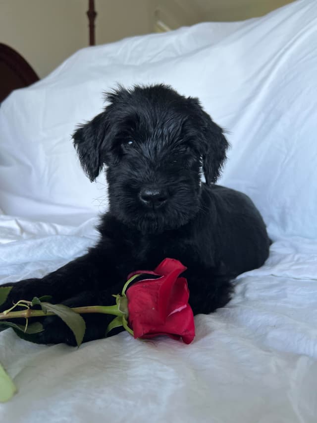 Giant Schnauzer Puppies media 21