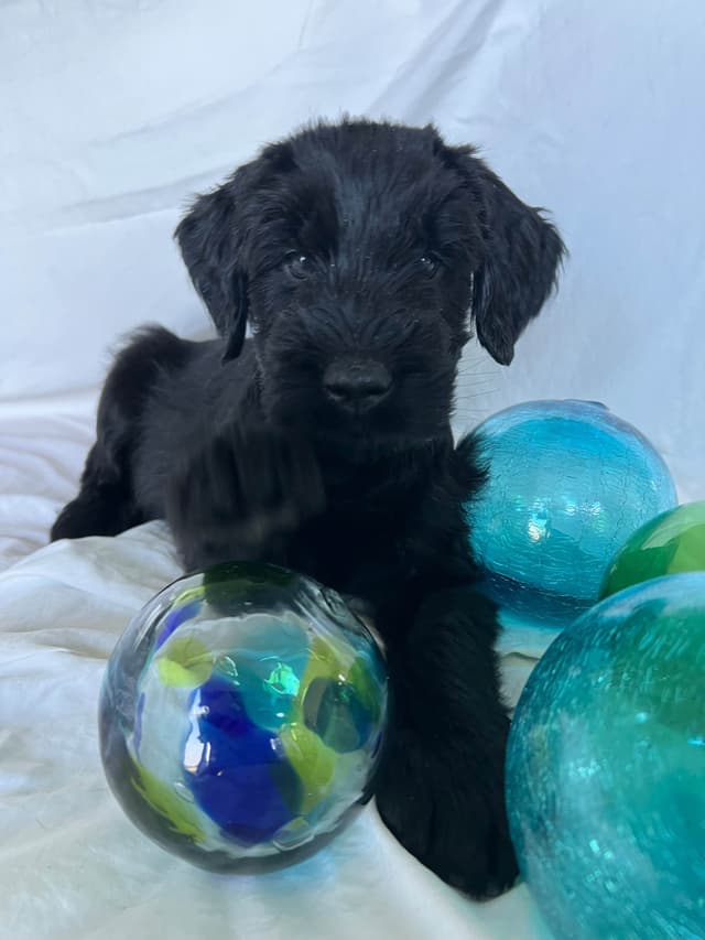 Giant Schnauzer Puppies media 22