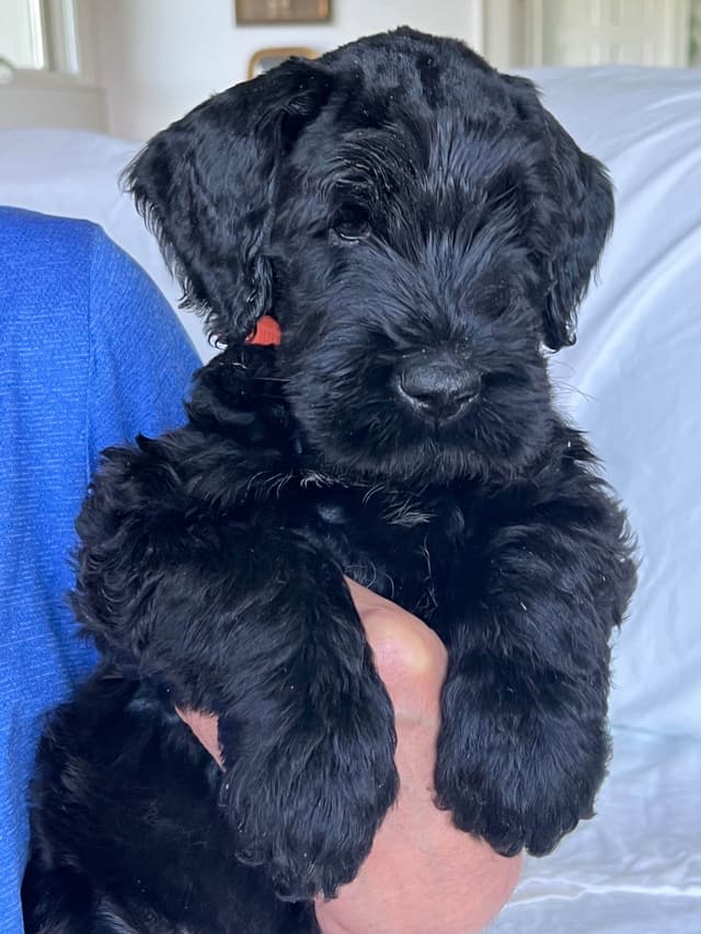 Giant Schnauzer Puppies media 23