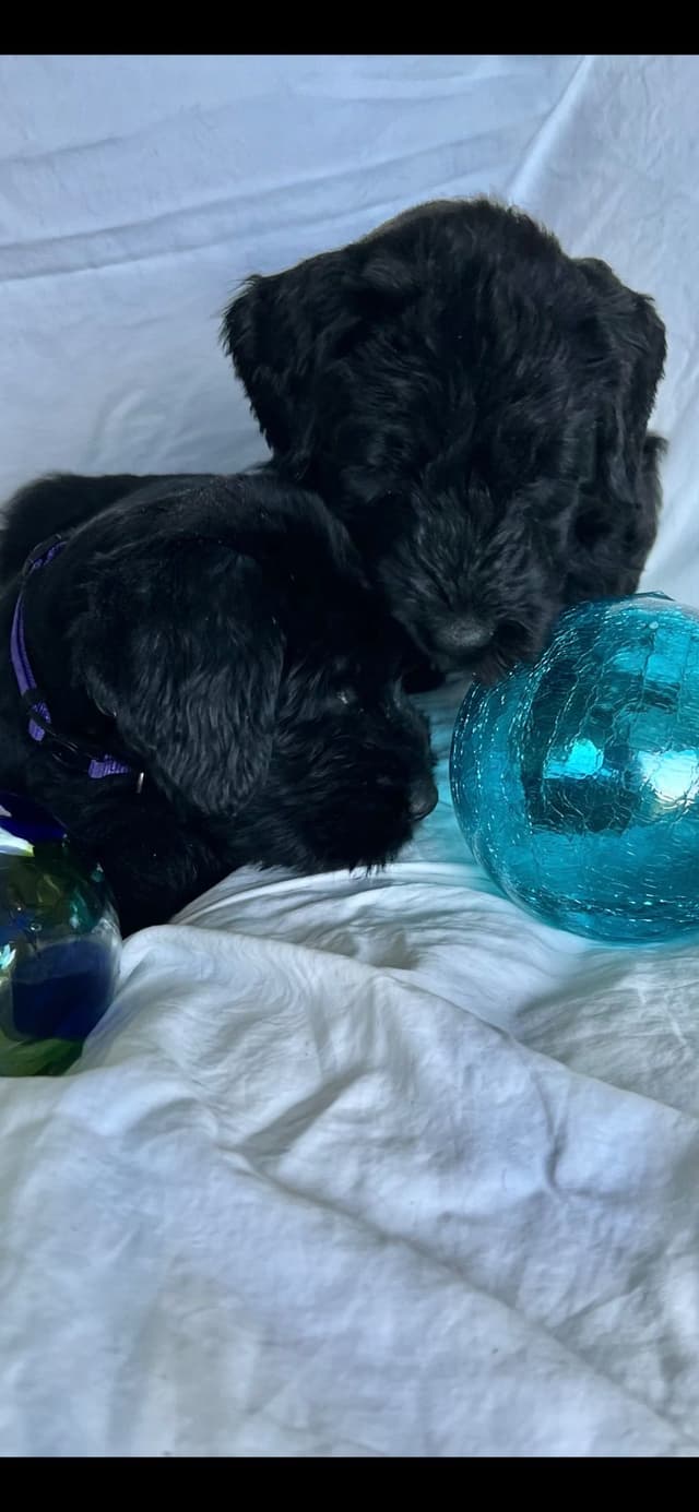 Giant Schnauzer Puppies media 24