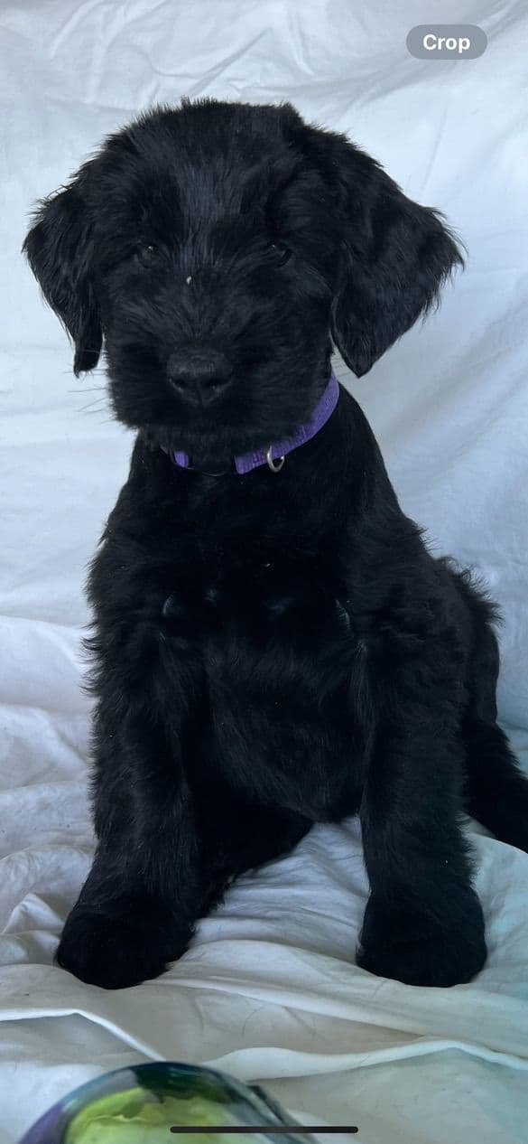 Giant Schnauzer Puppies media 25