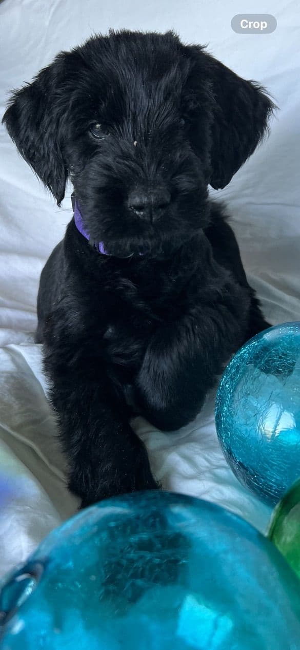 Giant Schnauzer Puppies media 26