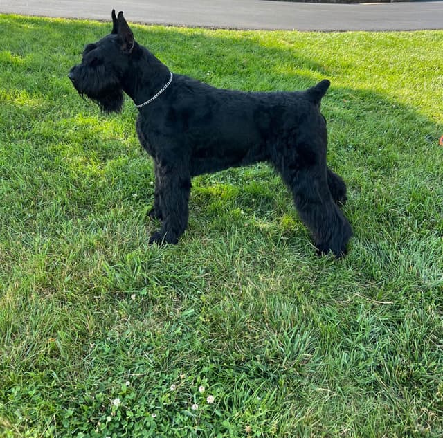 Giant Schnauzer Puppies media 5