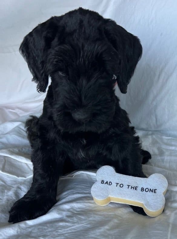 Giant Schnauzer Puppies media 27