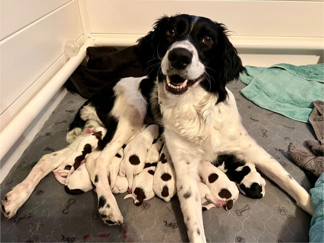 English Springer Spaniel Puppies media 4
