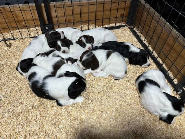 English Springer Spaniel Puppies media 5