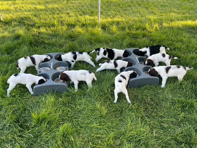 English Springer Spaniel Puppies media 6