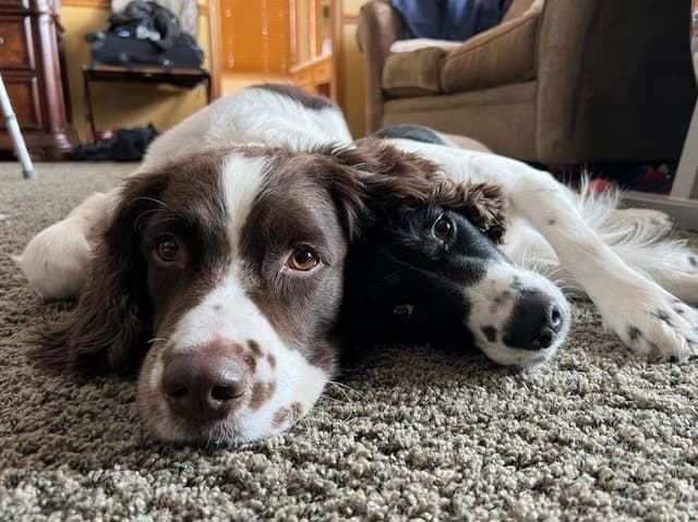 English Springer Spaniel Puppies media 2