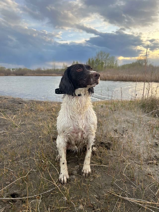 English Springer Spaniel Puppies media 8
