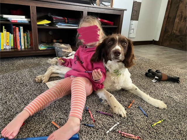 English Springer Spaniel Puppies media 10