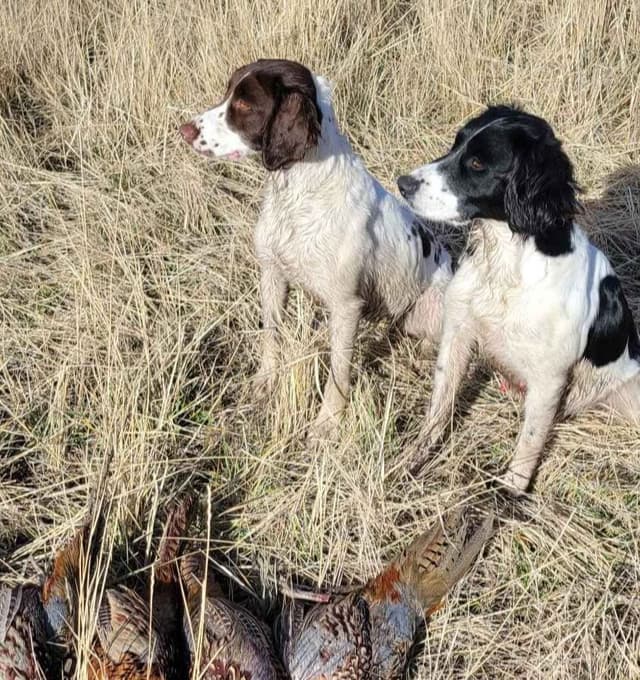 English Springer Spaniel Puppies media 3