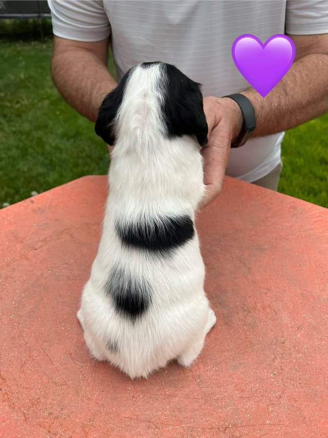 English Springer Spaniel Puppies media 24