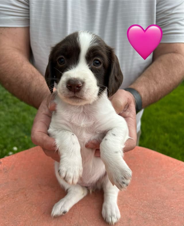 English Springer Spaniel Puppies media 17