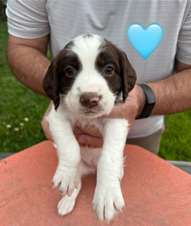English Springer Spaniel Puppies media 15