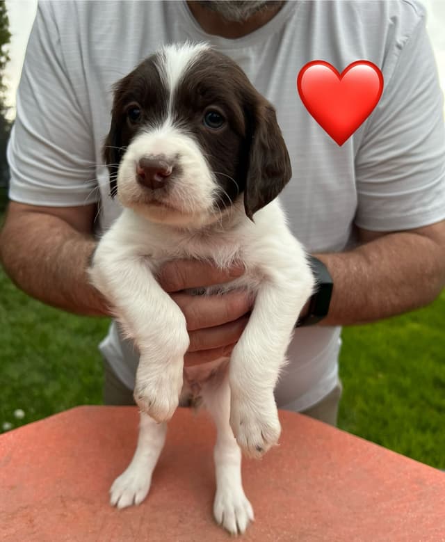 English Springer Spaniel Puppies media 19