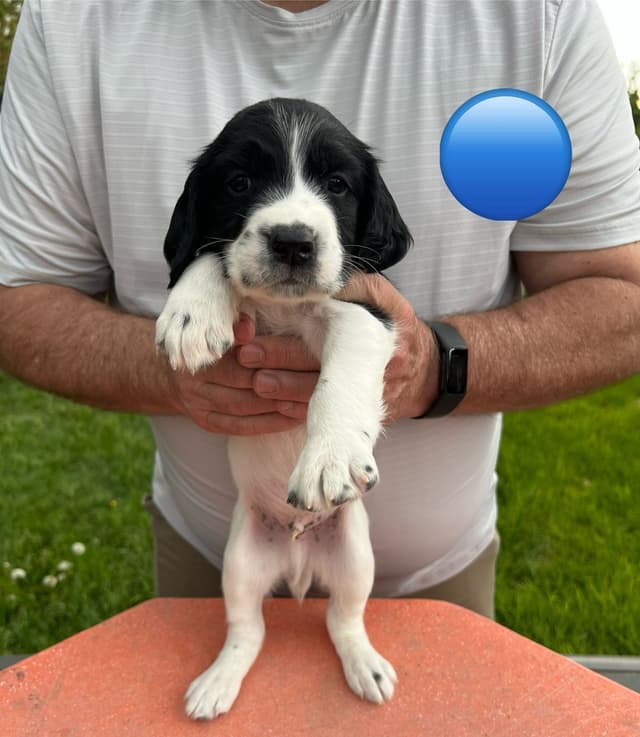 English Springer Spaniel Puppies media 13