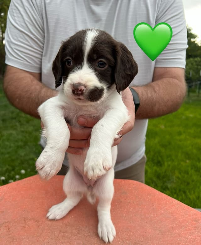 English Springer Spaniel Puppies media 21