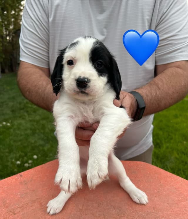 English Springer Spaniel Puppies media 25