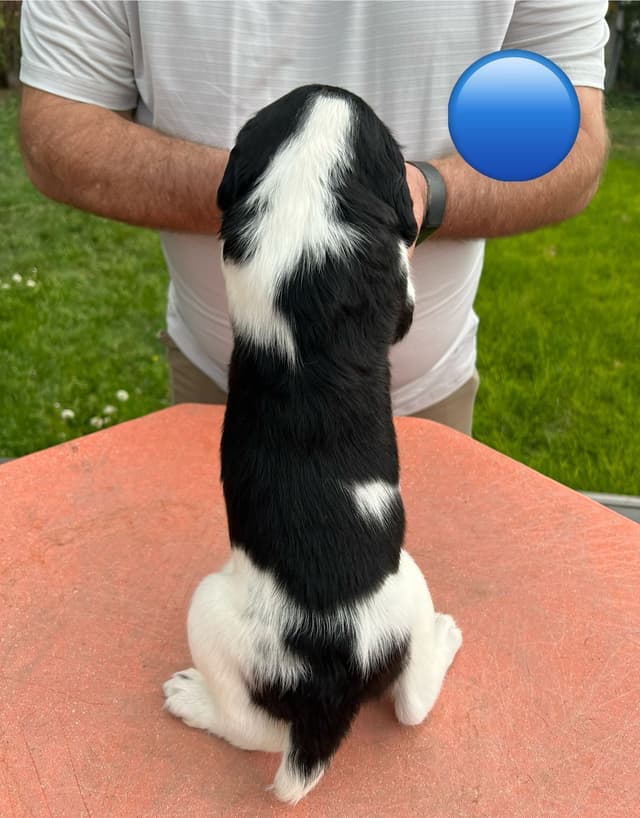 English Springer Spaniel Puppies media 14