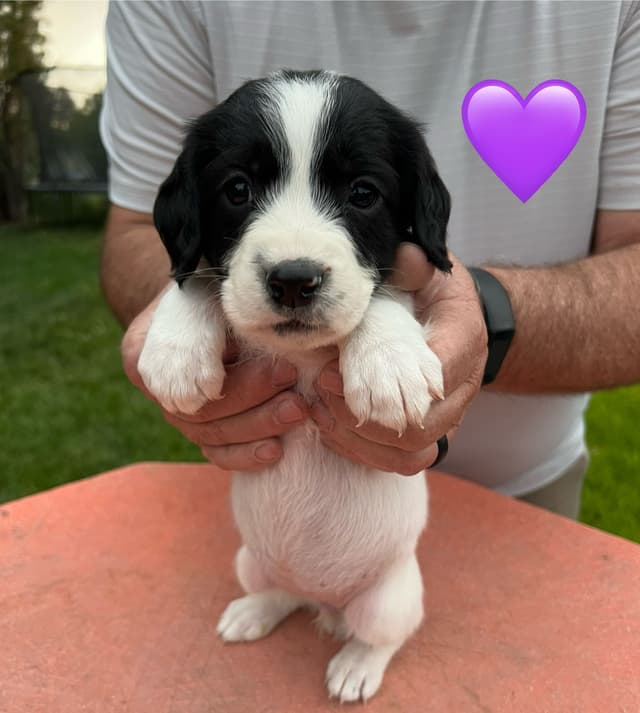 English Springer Spaniel Puppies media 23