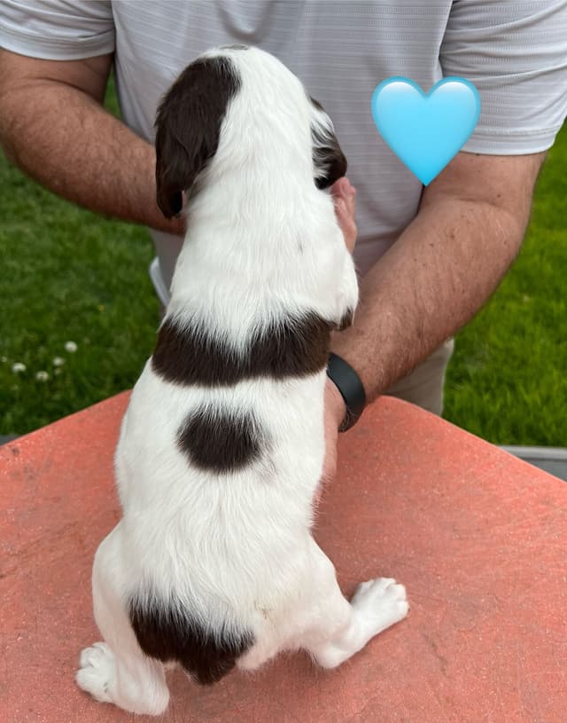 English Springer Spaniel Puppies media 16