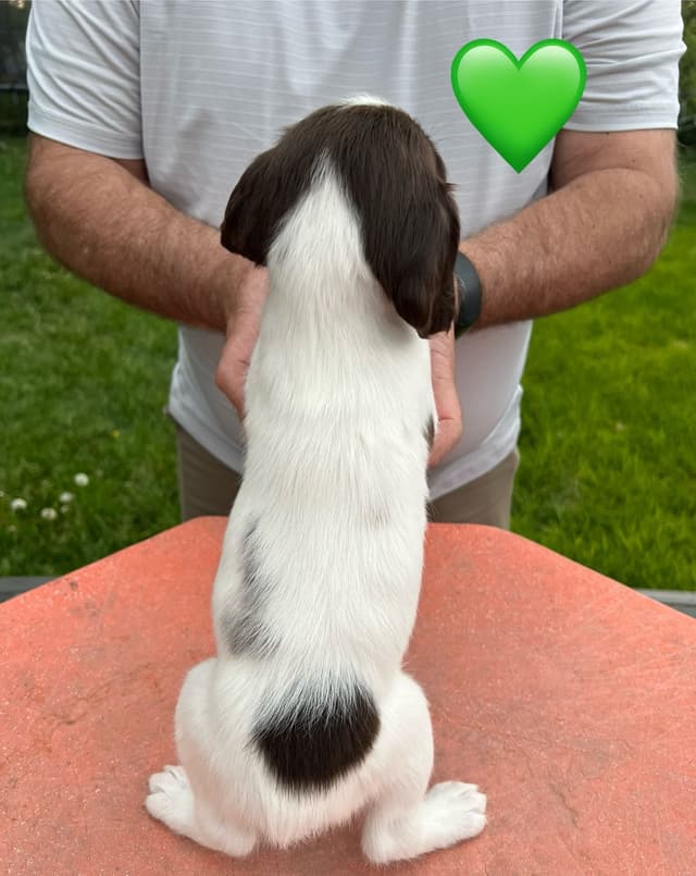 English Springer Spaniel Puppies media 22