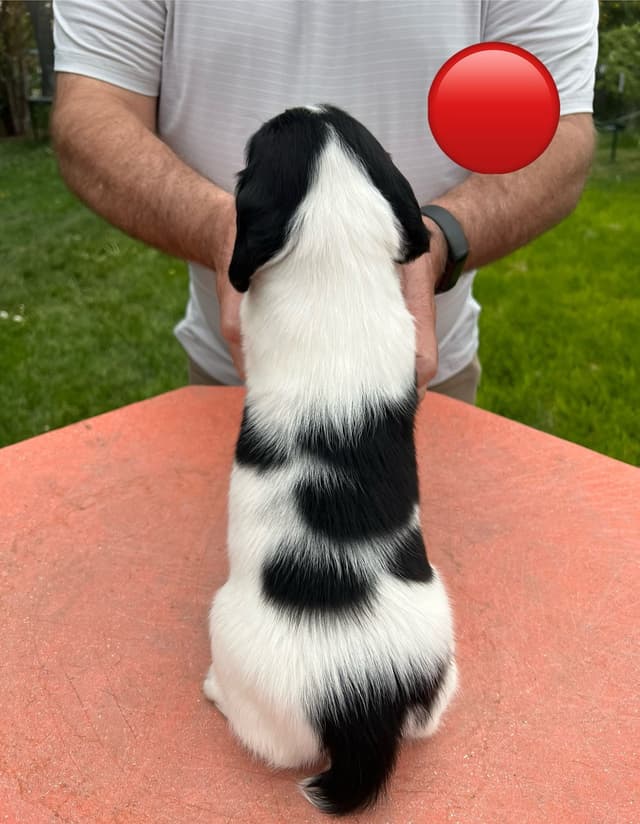 English Springer Spaniel Puppies media 12