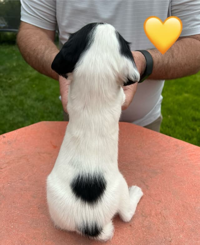 English Springer Spaniel Puppies media 28