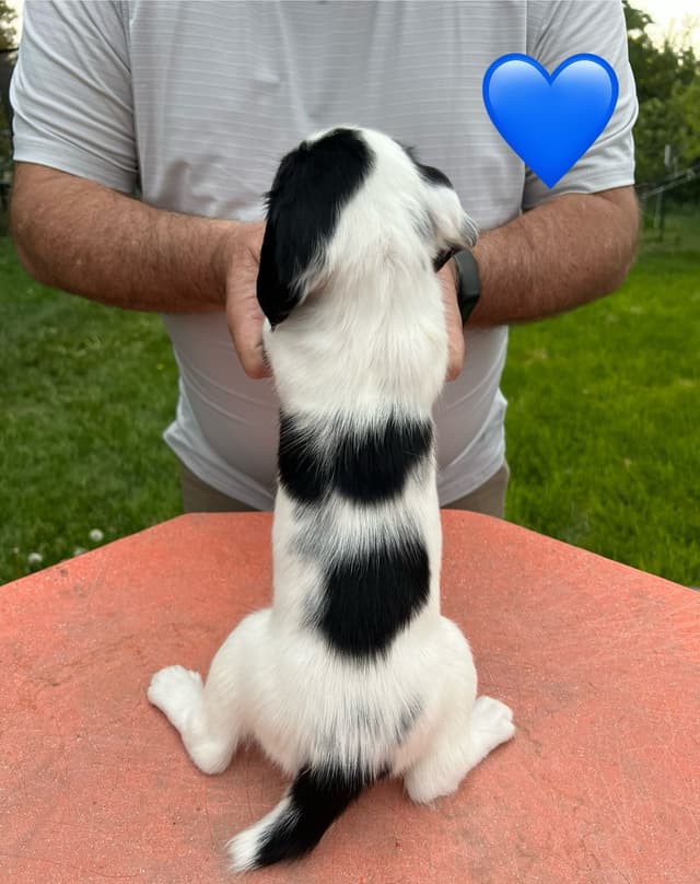 English Springer Spaniel Puppies media 26