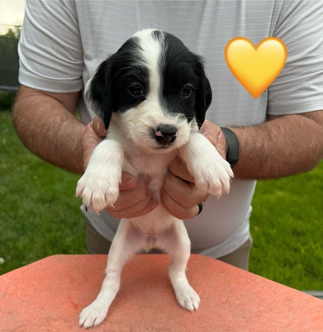 English Springer Spaniel Puppies media 27