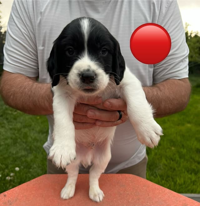 English Springer Spaniel Puppies media 11