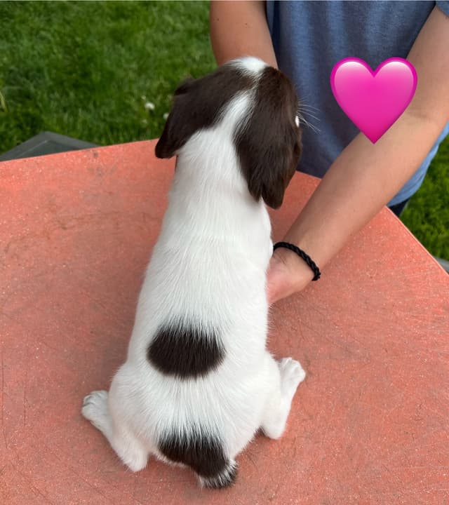 English Springer Spaniel Puppies media 18