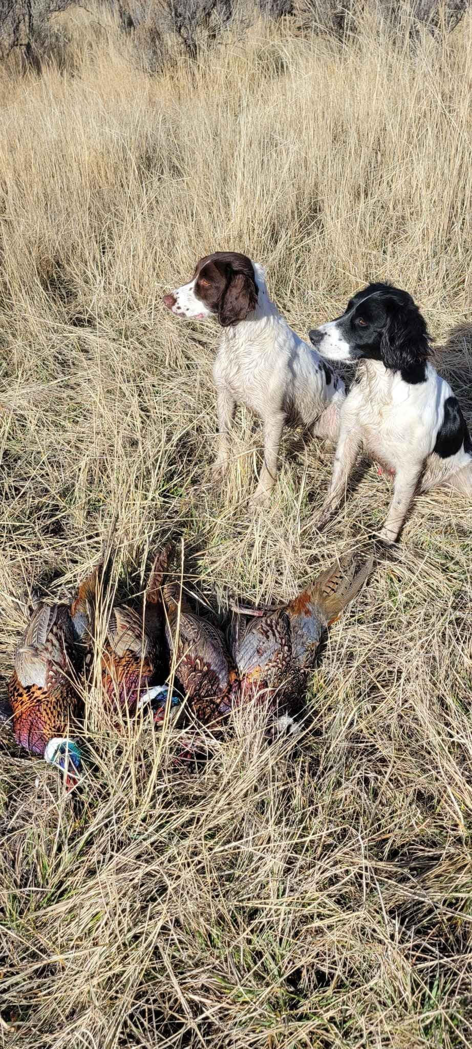 English Springer Spaniel Puppies breeder image 2